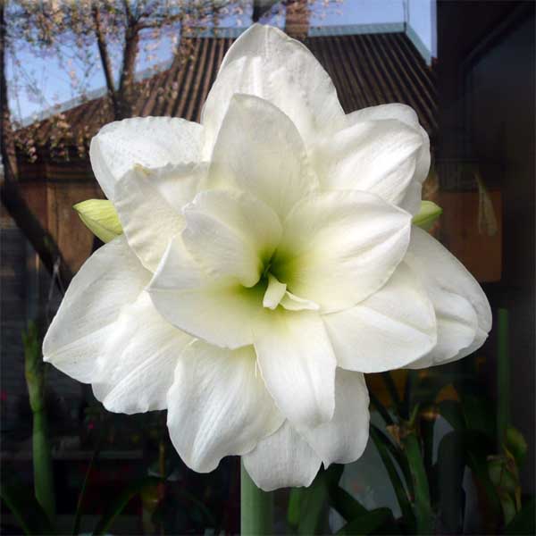 Hippeastrum