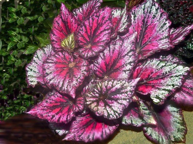 Karališkoji begonija