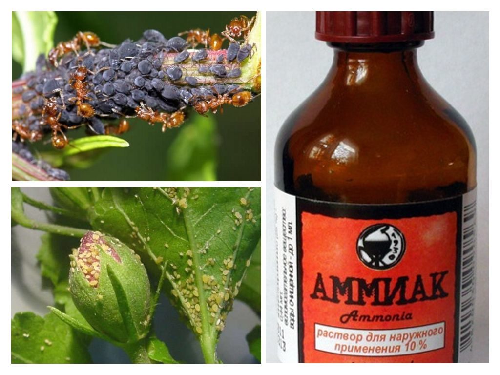 амоняк