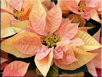 коледна звезда