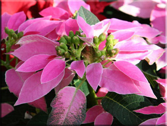 коледна звезда