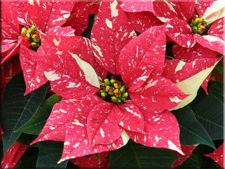 коледна звезда