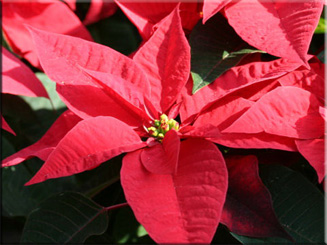 коледна звезда