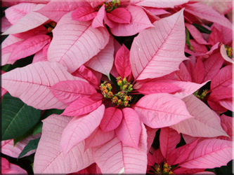 коледна звезда