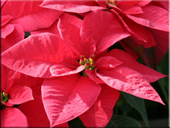 коледна звезда