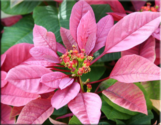 коледна звезда