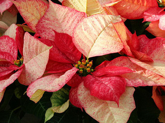 коледна звезда