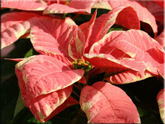 коледна звезда