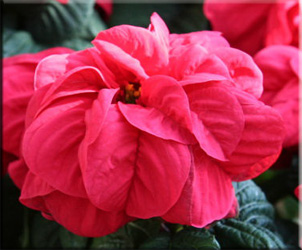 коледна звезда