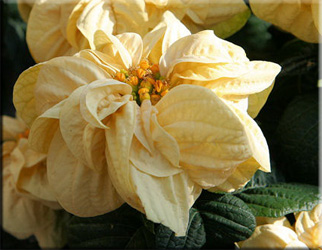 коледна звезда