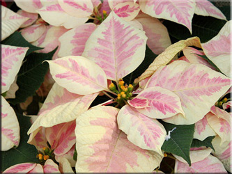 коледна звезда