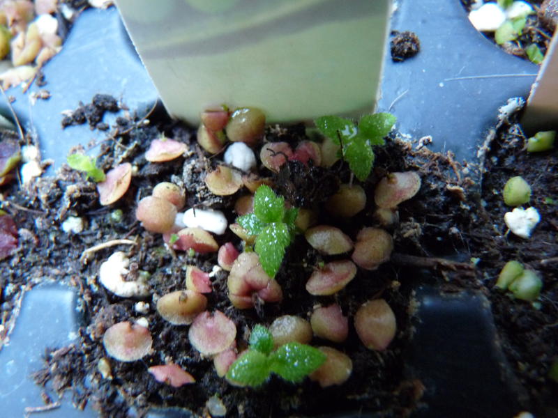 Dauginimas rimo dribsniais