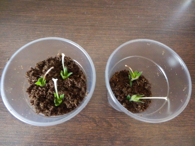 Vaismedžio dauginimas