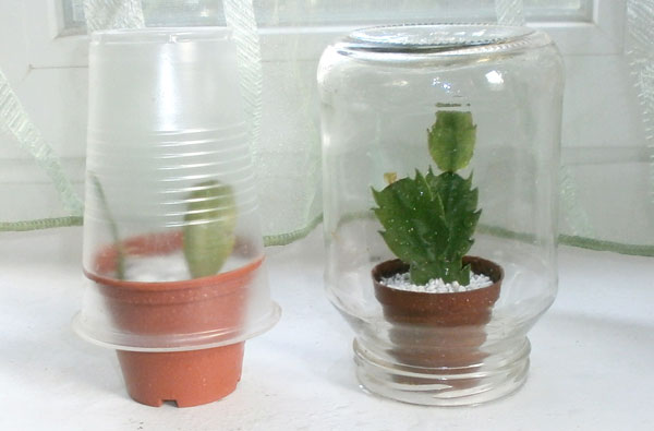 Vakcinacija nuo dekabristo