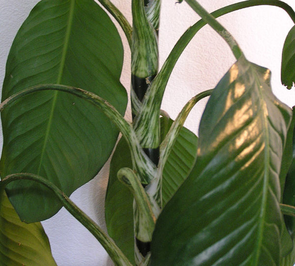 Голямо листо