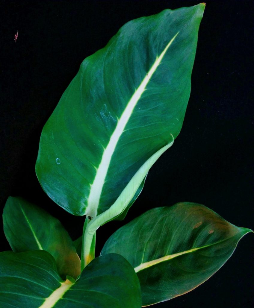 Зелена магия