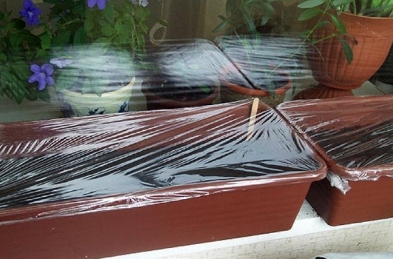 Šiltnamio sąlygų sudarymas