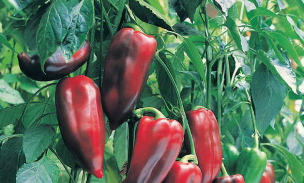 Hạt tiêu Pinocchio