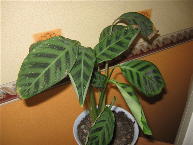 קרדית עכביש על חץ החץ