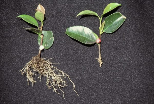 Размножаване чрез резници