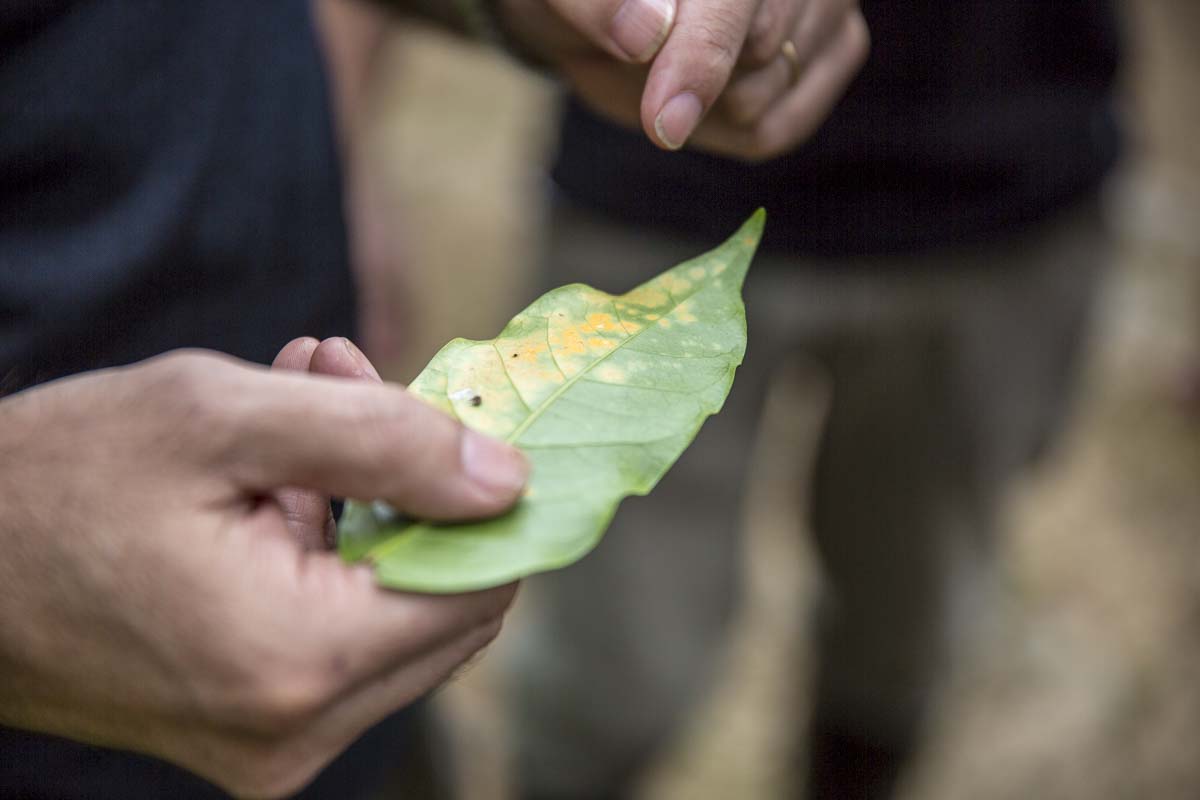 Bệnh cây cà phê