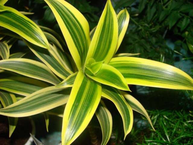 драконово дърво