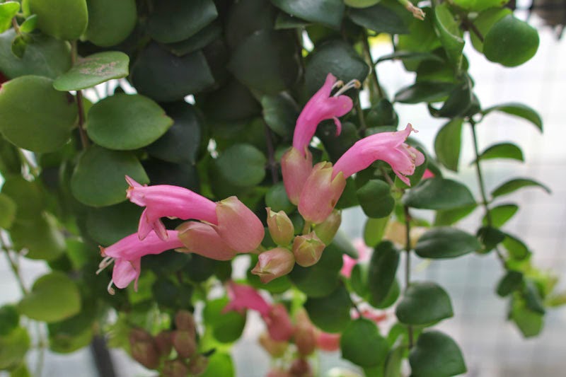 Eshinanthus duyên dáng