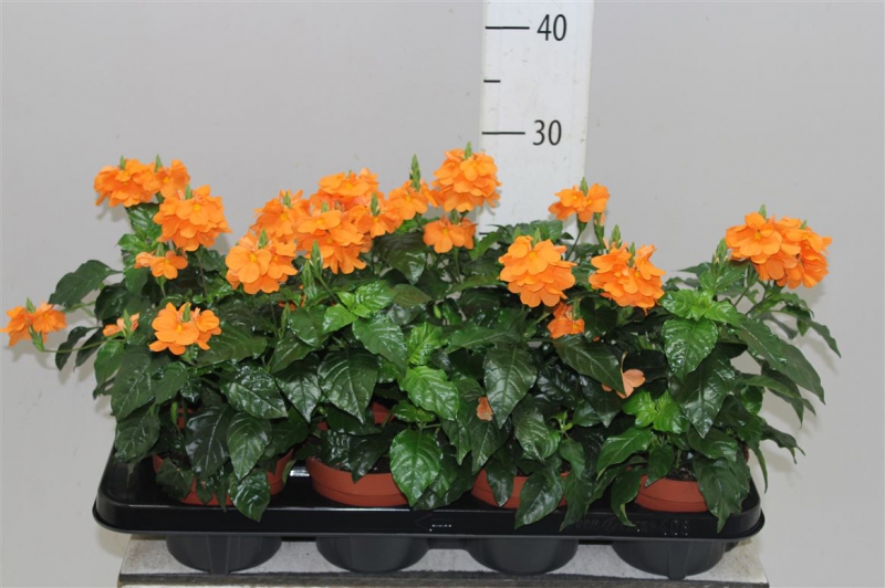 „Crossandra Fortune“