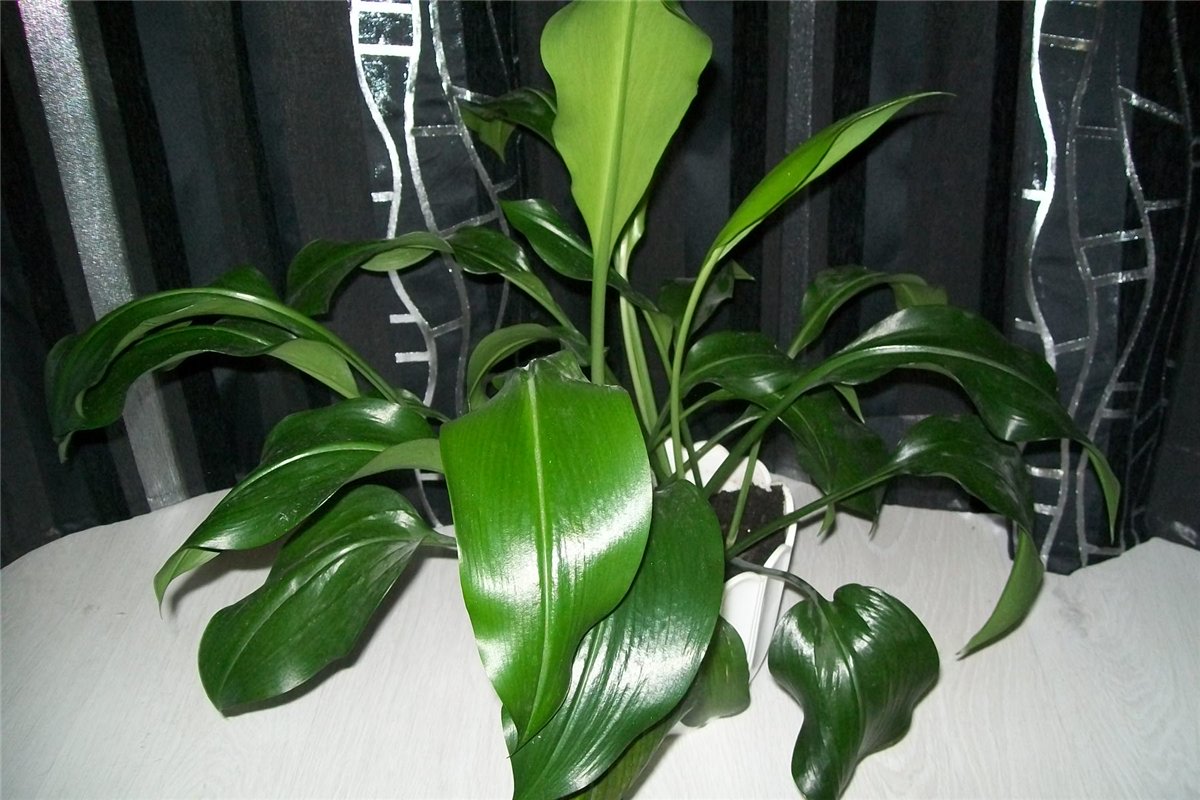 Poilsio eucharis laikotarpis