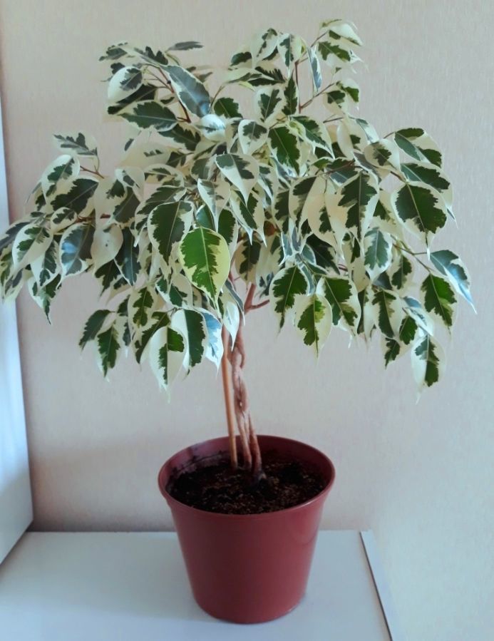 звездна светлина