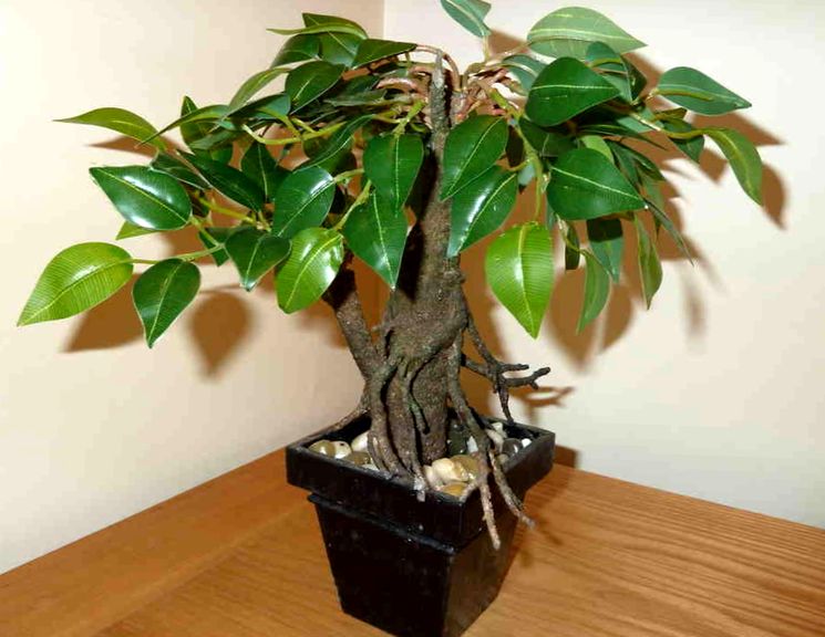 Ficus