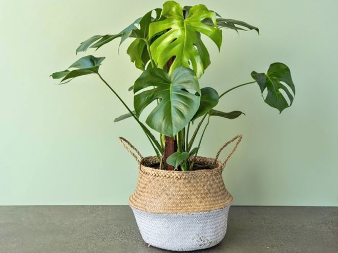 Признаци за чудовището