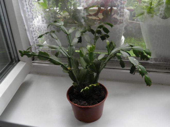 Kalėdų priežiūra