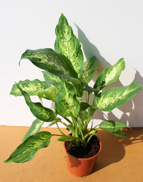 Глобалния договор