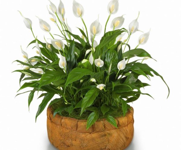 Ką daryti nusipirkus spathiphyllum?