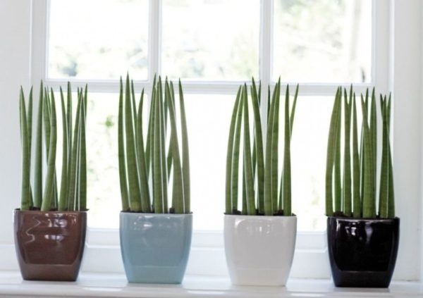 Sansevieria hình trụ