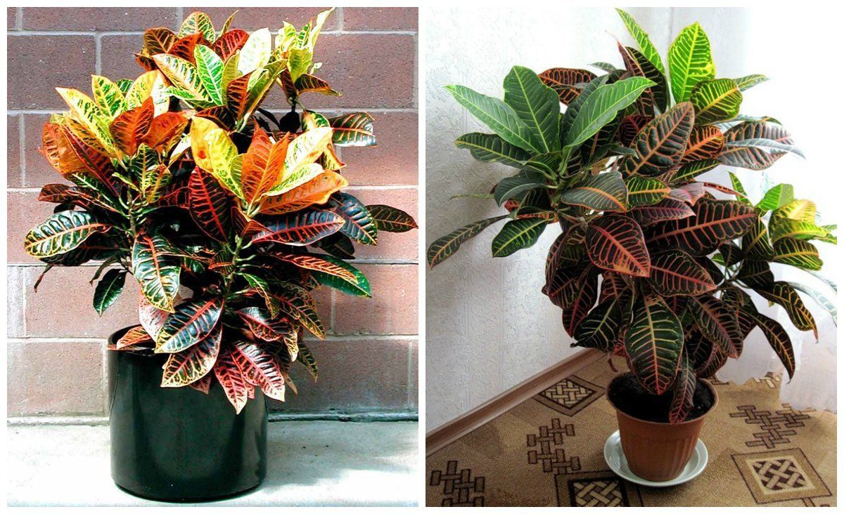 Trồng croton tại nhà
