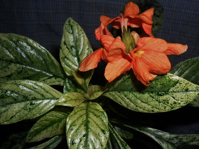 „Crossandra Variegate“