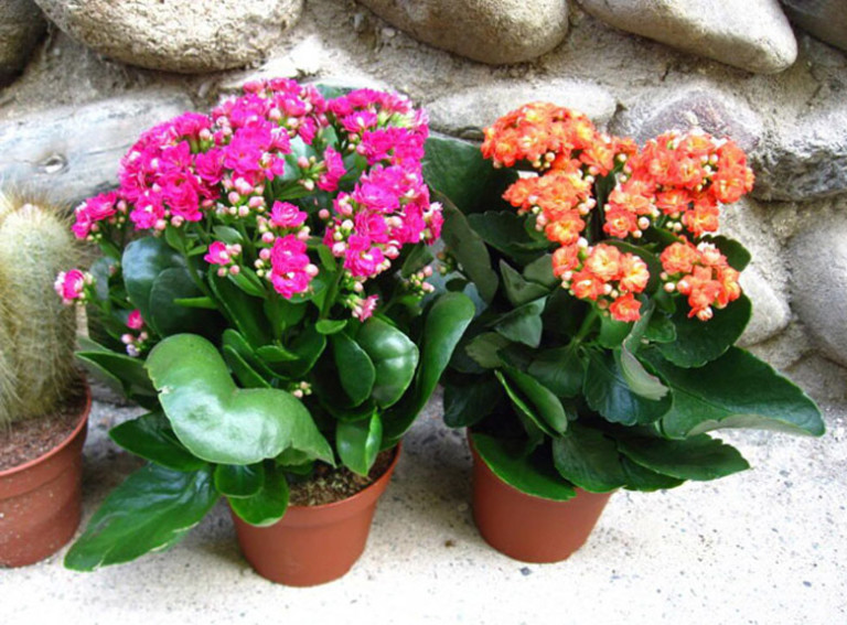 Kalanchoe