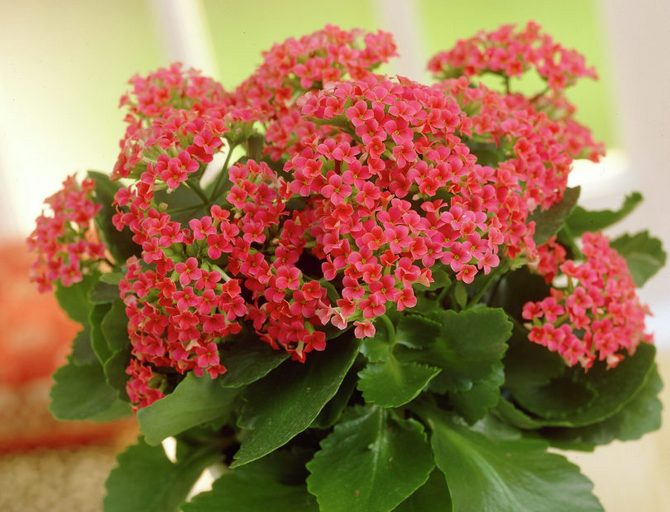 Kalanchoe