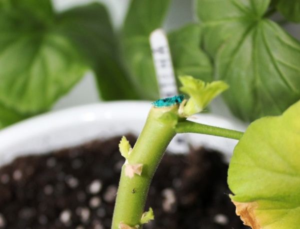 Изрязано стръкче здравец