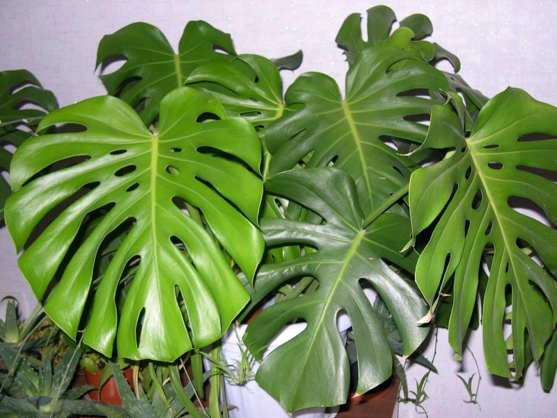 Лиана Монстра