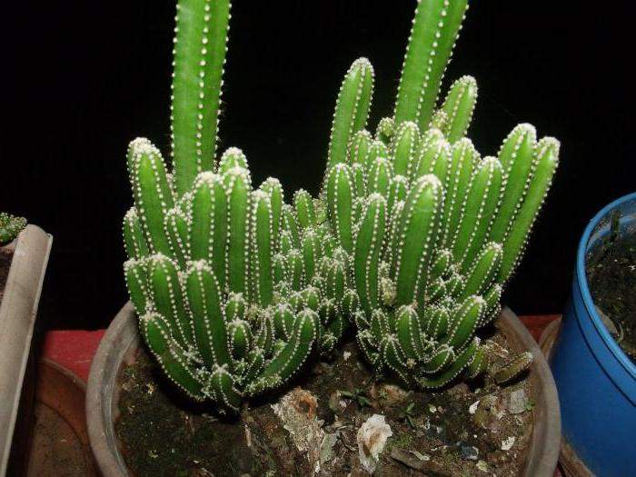 Cactus familie