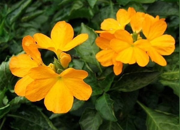 „Crossandra Tropic Yellow“