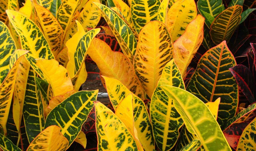 Croton