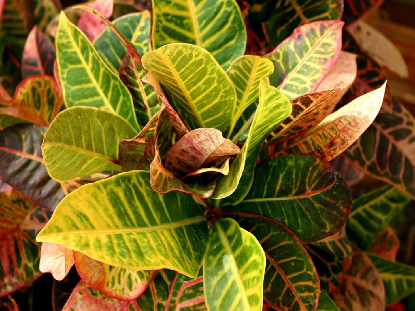 Croton