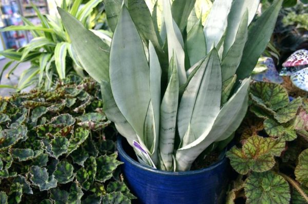 Sansevieria trắng