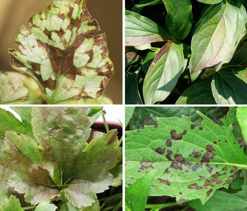 Лист на нематода