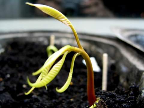 Манго кълнове