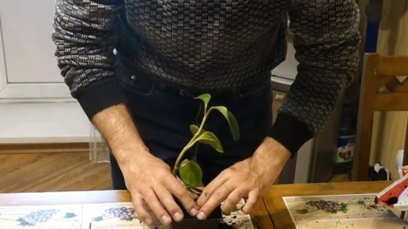 ריבוי פרחים